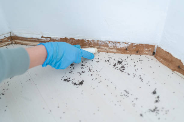 Best Ant Control Services  in Lamesa, TX